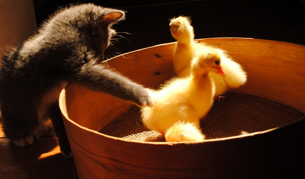 Котенок и утята