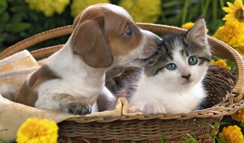 Щенок и котенок