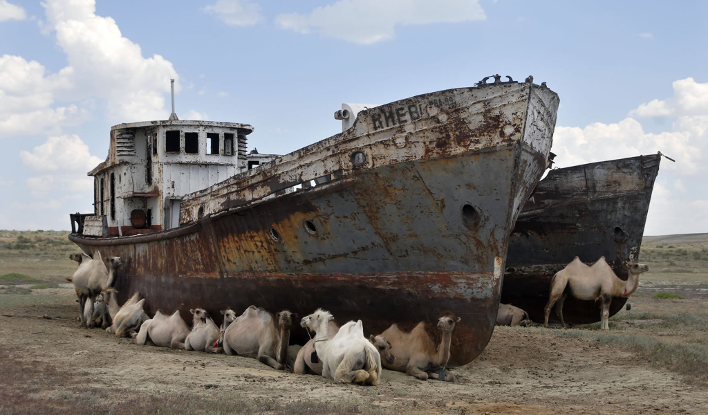 Верблюды на отдыхе