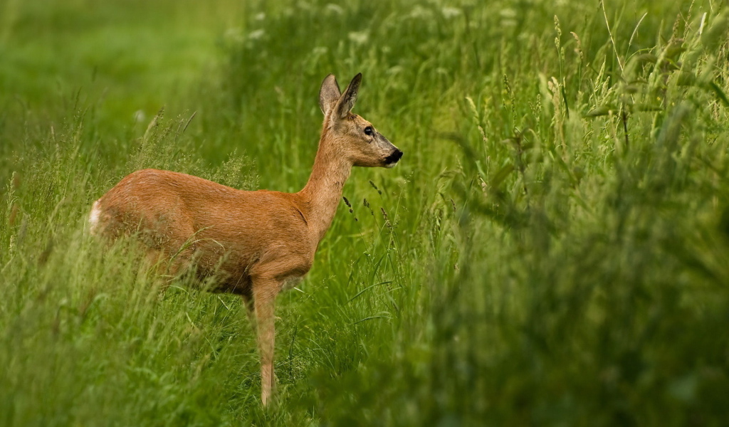Олень в траве