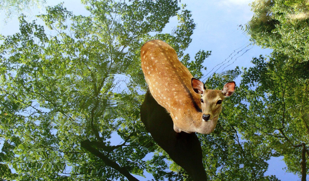 Олень в воде
