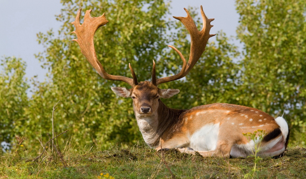 Олень с большими рогами
