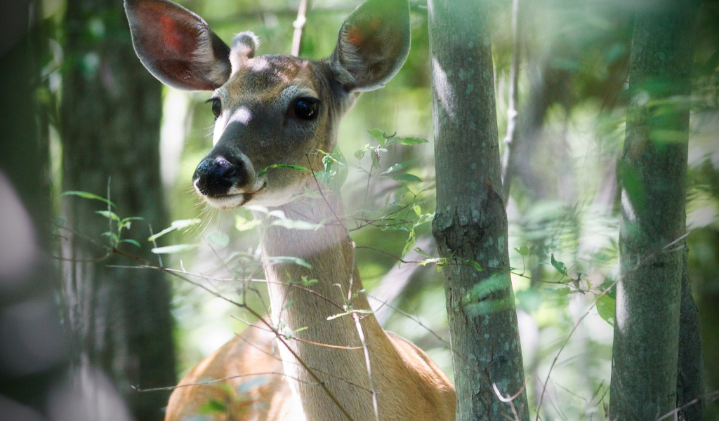 Молодой олень
