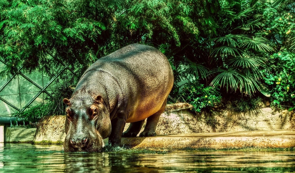 Бегемот на водопое