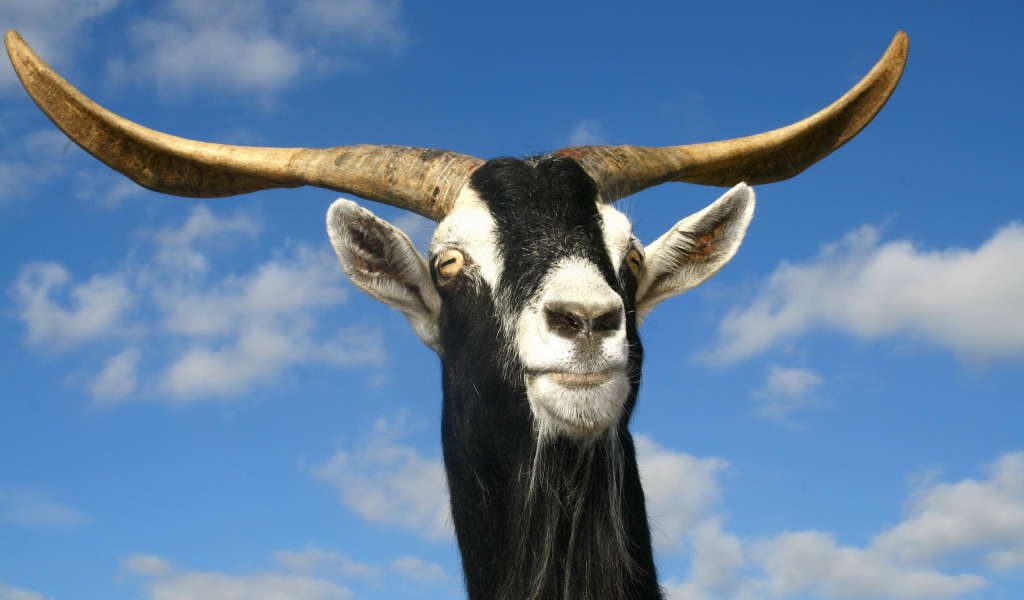 Козел рогатый