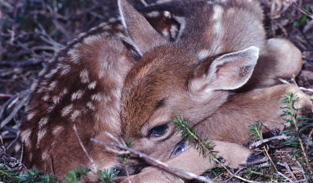 Маленький олененок