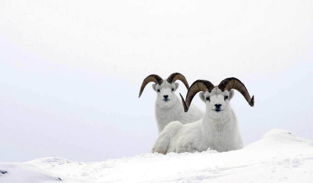 Горные бараны на снегу