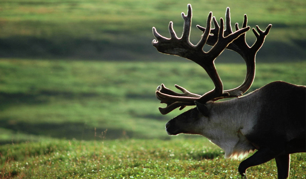 Старый олень