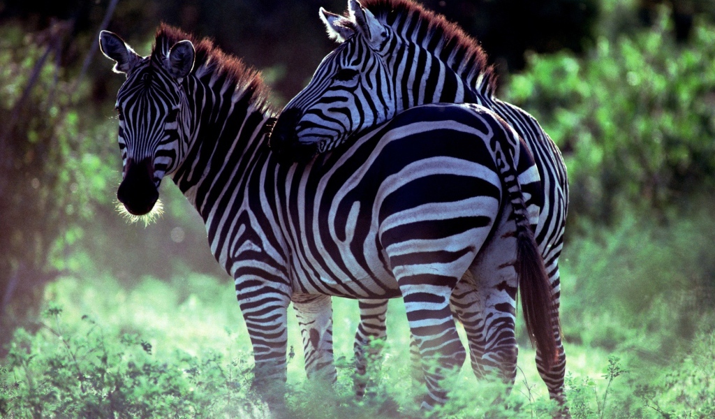 Две зебры