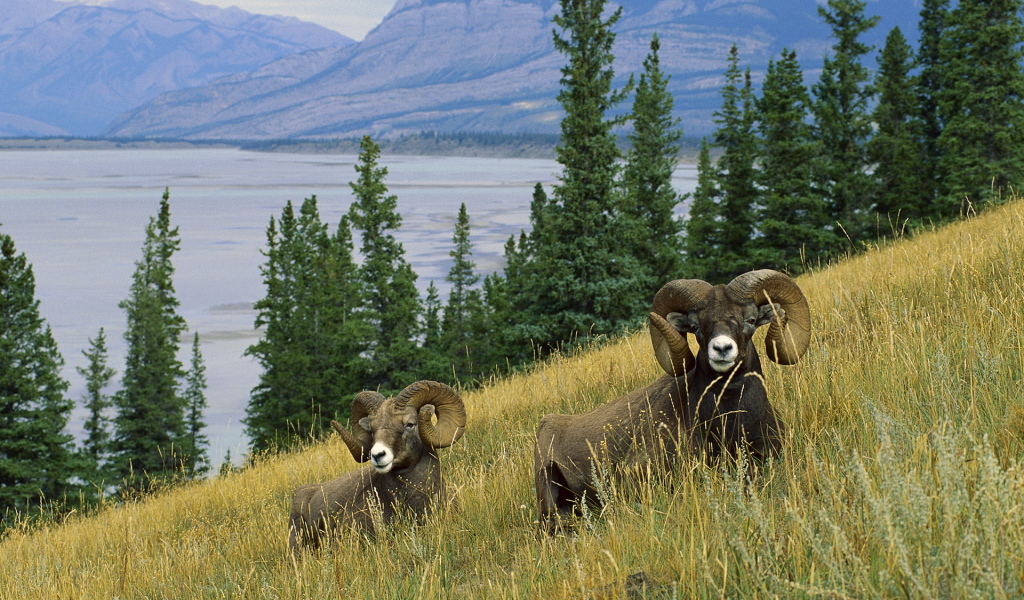 Горные бараны