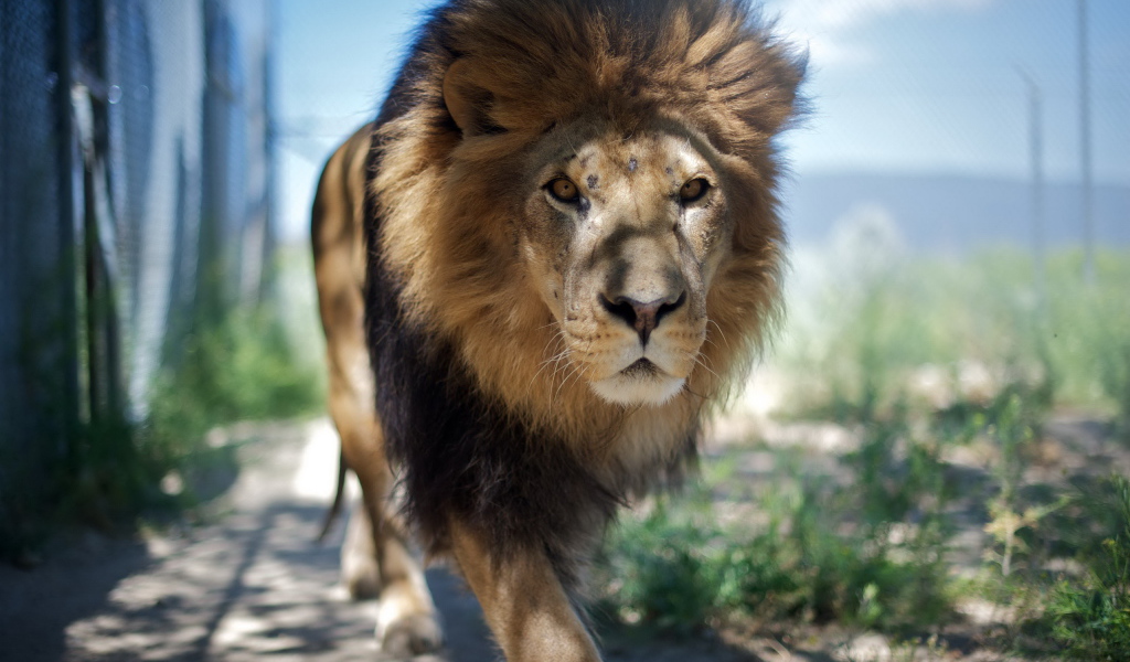 Взрослый лев