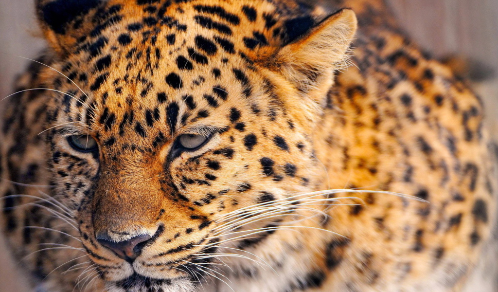 Сердитый леопард