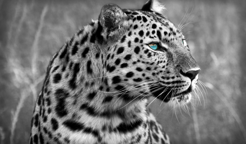 Черно-белый леопард