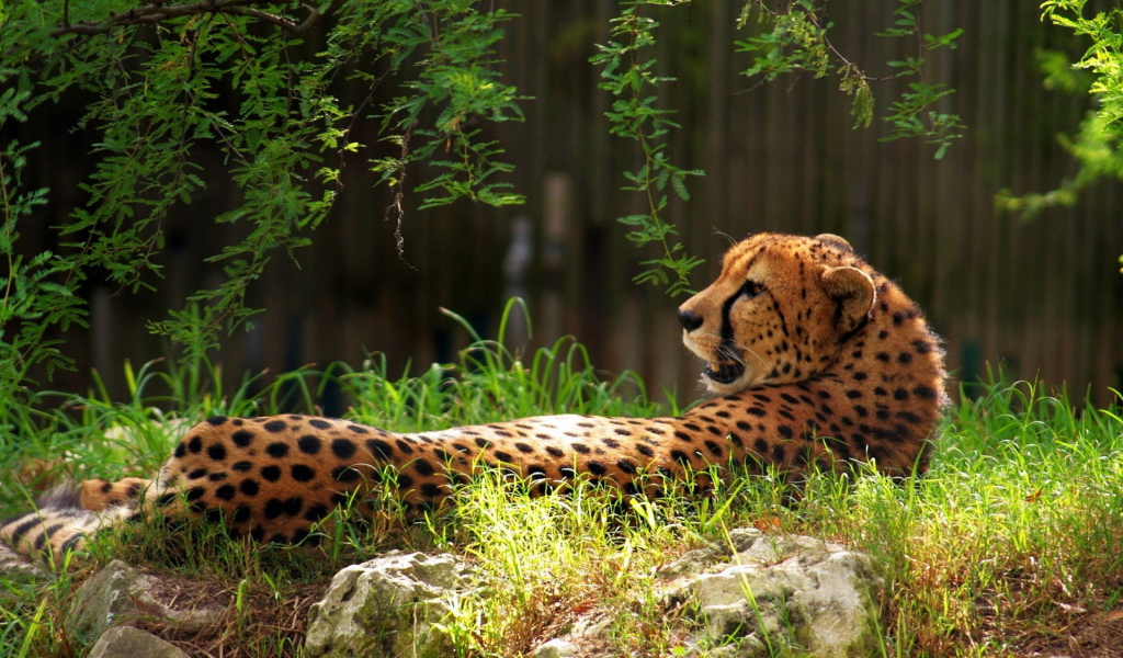 Гепард в траве