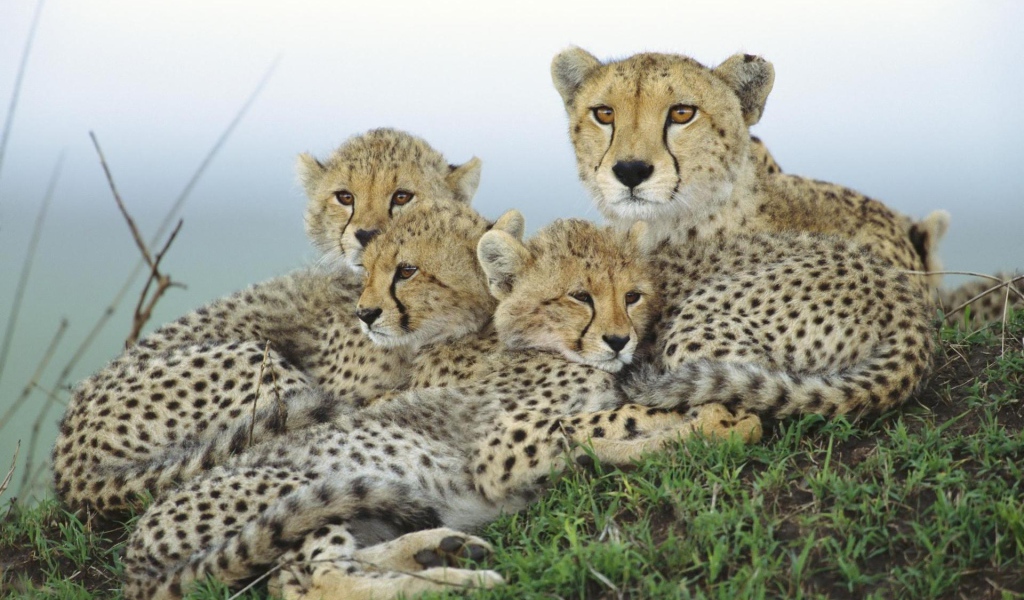 Гепард и малыши
