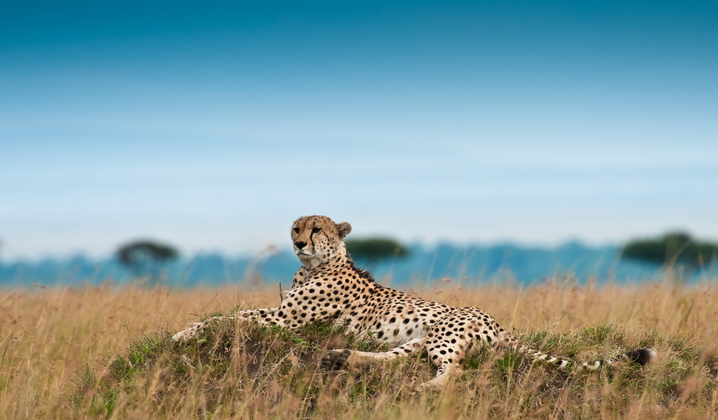 Лежащий гепард
