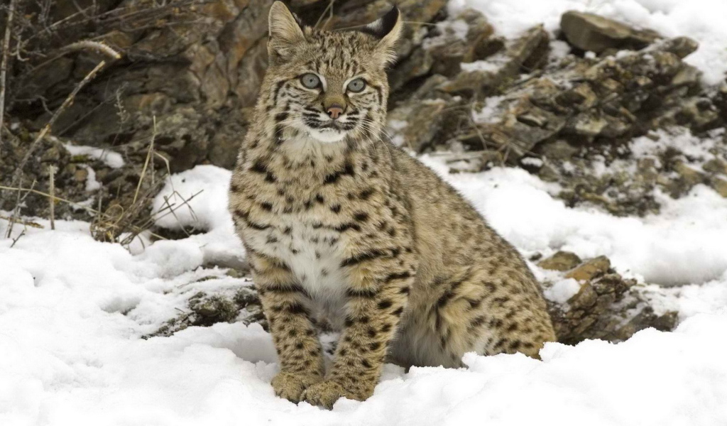 Рысь на снегу