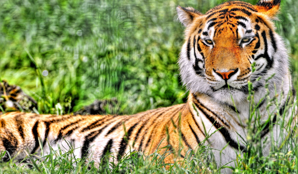 Отдыхающий тигр