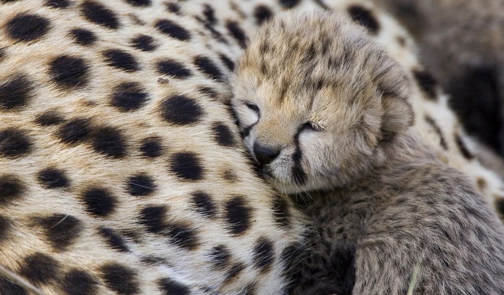 Спящий гепардик