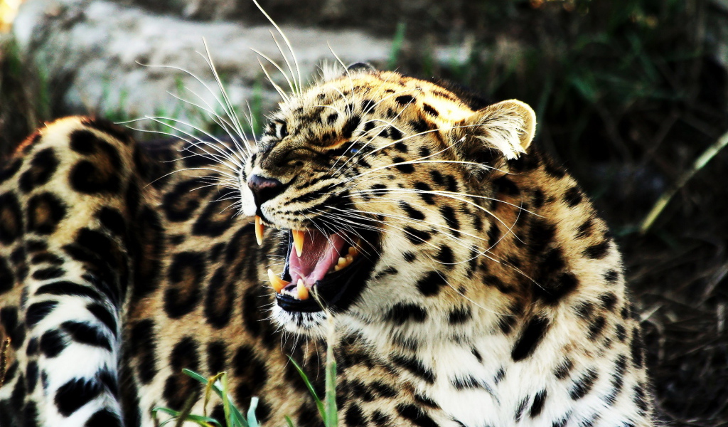 Рычащий леопард