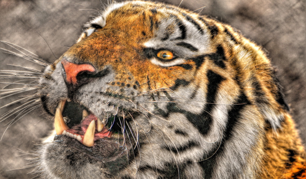 Оскалившийся тигр