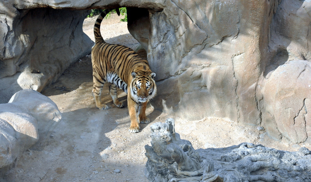 Тигр в вольере