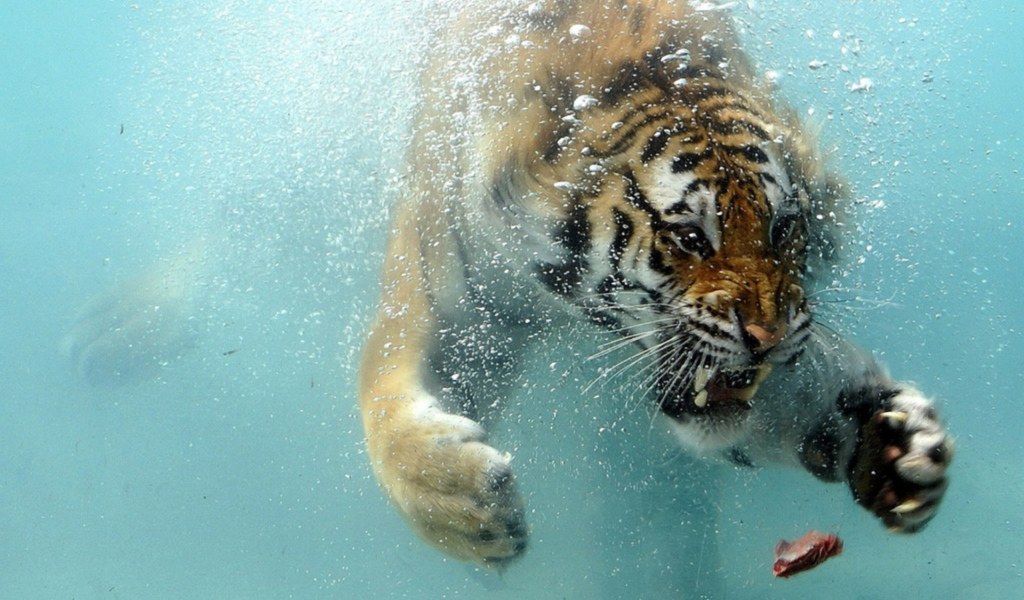 Тигр под водой