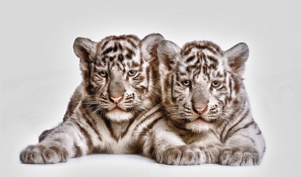 Два тигренка