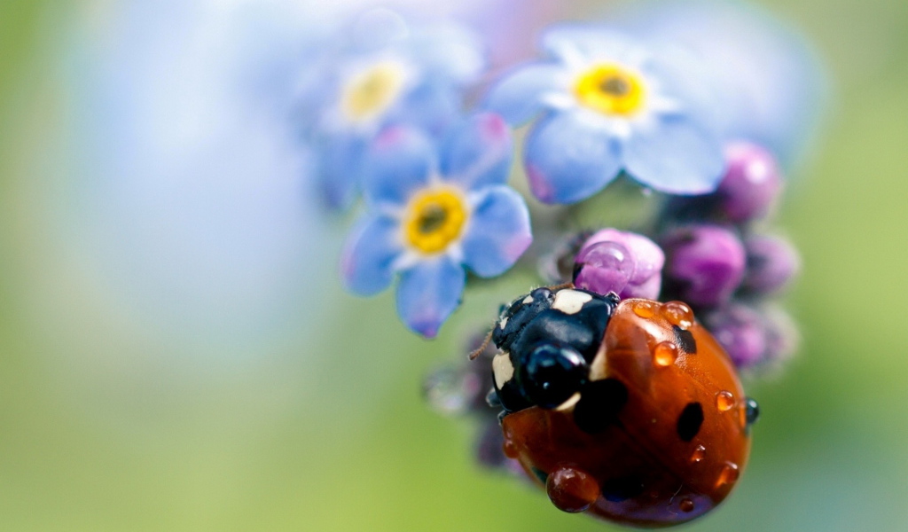 Божья коровка на цветах
