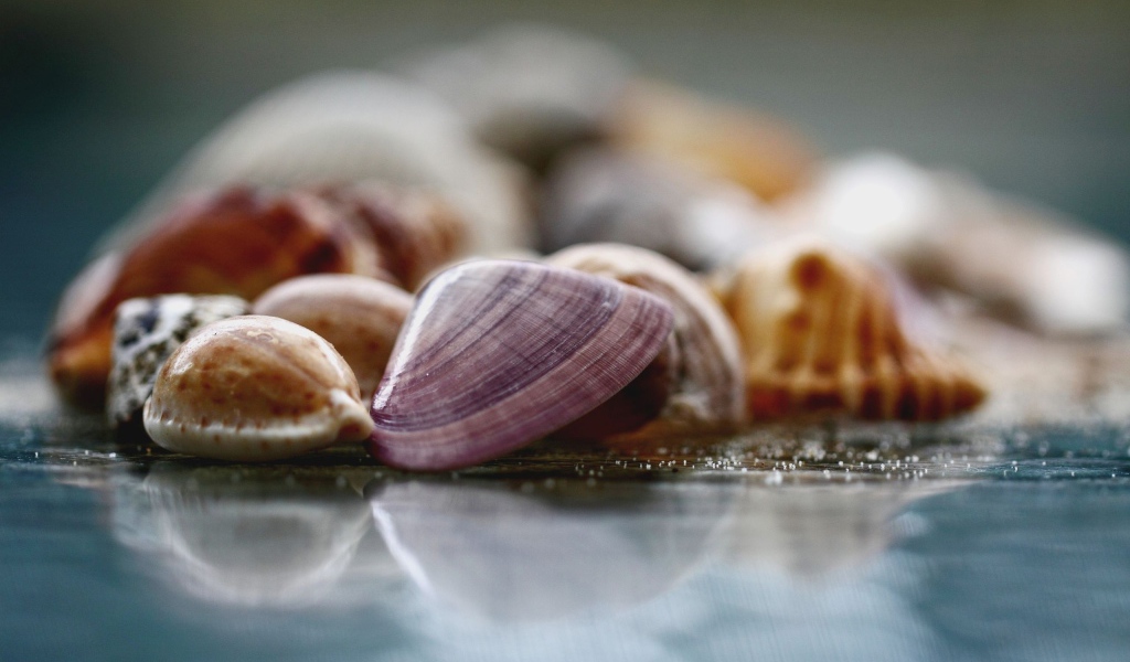 Морские ракушки
