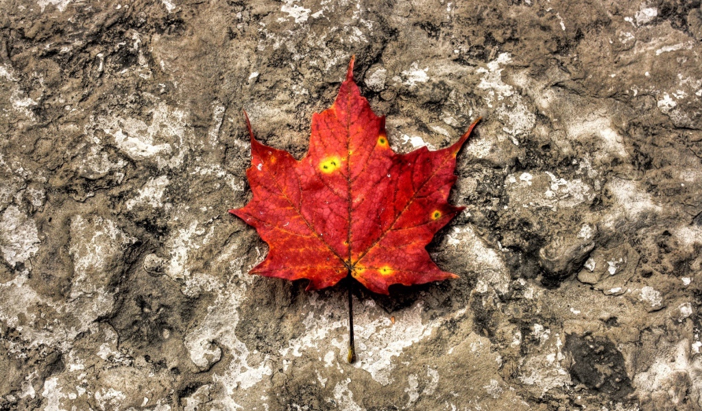 Лист на камне