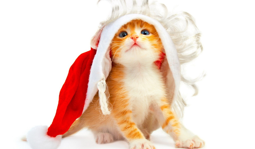 Котенок под колпаком