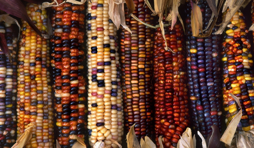 Разноцветные початки