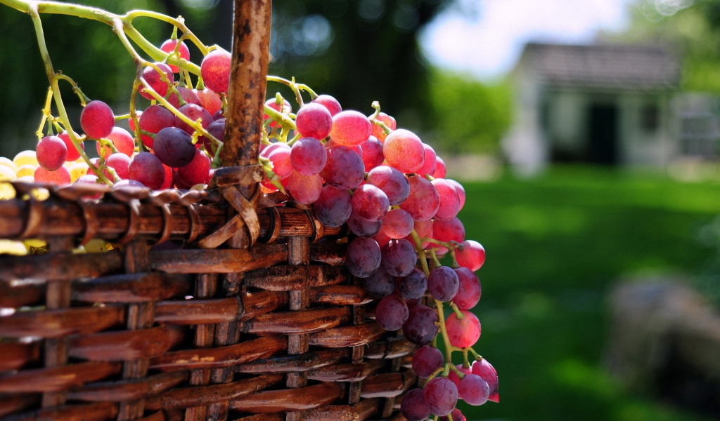 Корзина с виноградом