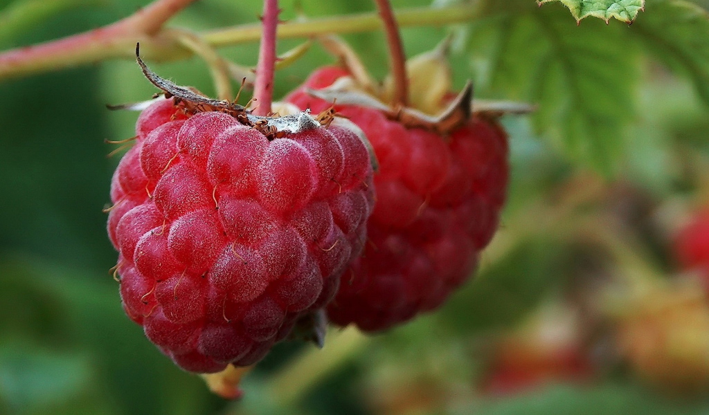 Малина на ветке