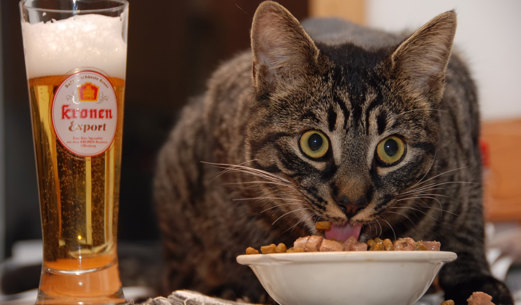 Кот и пиво