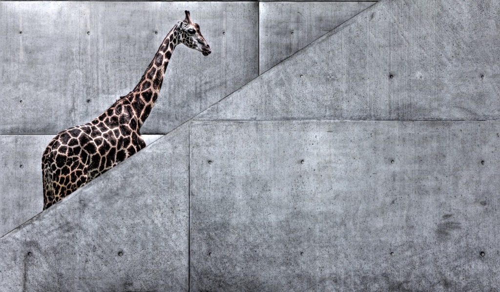 Жираф на лестнице