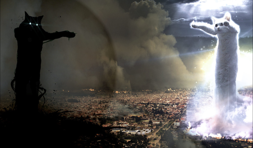 Война котов