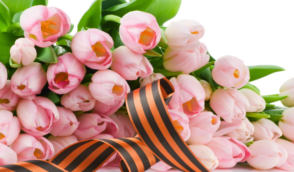 Лента и тюльпаны