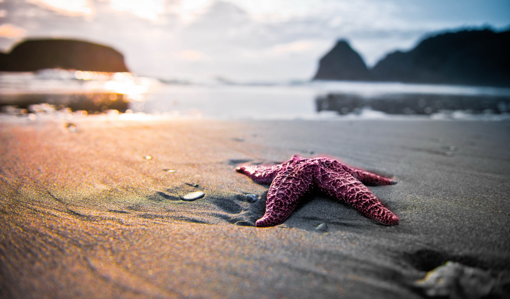 Морская звезда на песке
