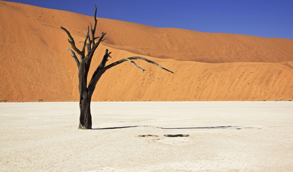 Засохшее дерево