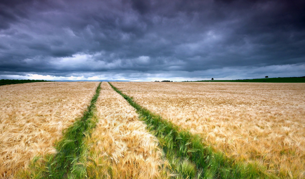 Колосящееся поле