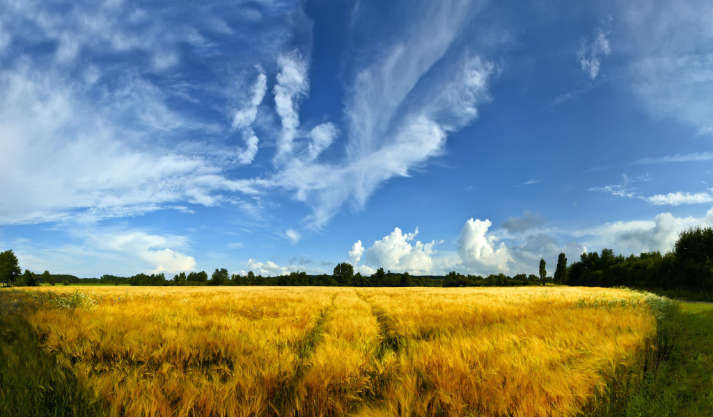 Золотое поле
