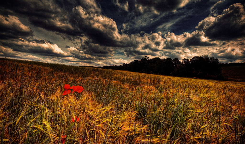 Злаки и маки