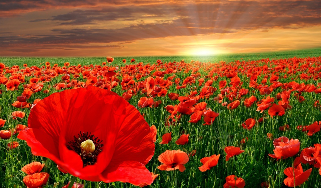Маковое поле