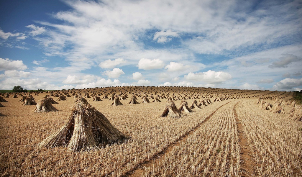 Снопы на поле