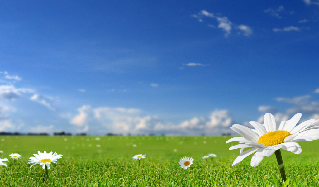 Летнее настроение