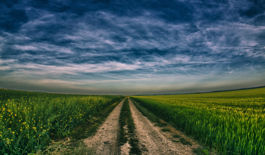 Дорога в поле