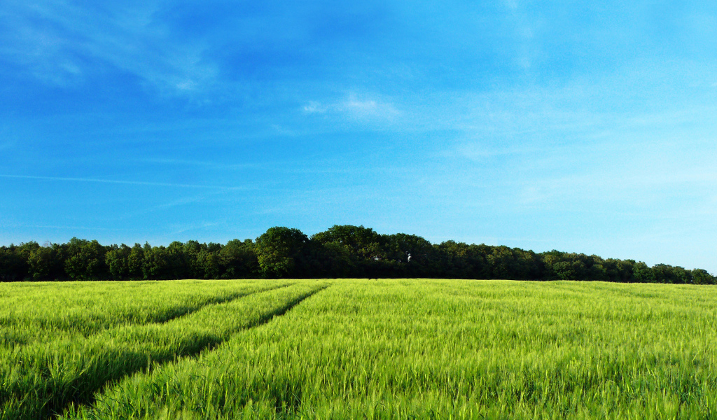 Рожь колосится