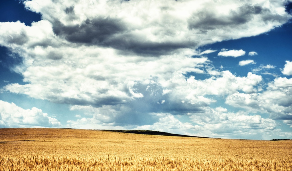 Пшеничное поле